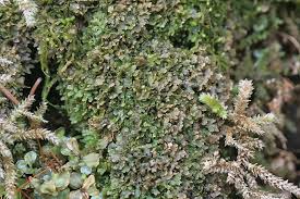 Attēlu rezultāti vaicājumam “Riccardia multifida”