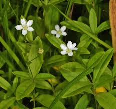 Attēlu rezultāti vaicājumam “Moehringia trinervia leaf”