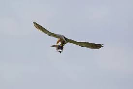 Attēlu rezultāti vaicājumam “Falco subbuteo adult”