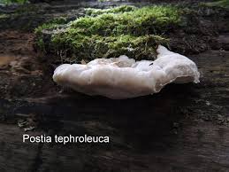 Attēlu rezultāti vaicājumam “Postia tephroleucus”