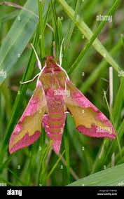 Attēlu rezultāti vaicājumam “Deilephila porcellus”