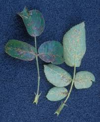 Attēlu rezultāti vaicājumam “Phragmidium sp.”