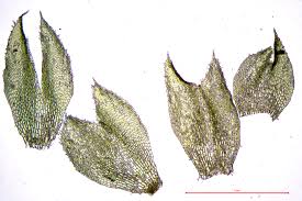 Attēlu rezultāti vaicājumam “Tritomaria exsectiformis”