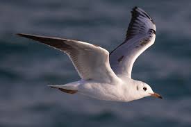 Image result for Chroicocephalus ridibundus