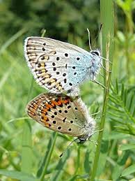 Attēlu rezultāti vaicājumam “Plebejus argus / Plebejus idas”