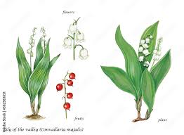 Attēlu rezultāti vaicājumam “Convallaria majalis leaf”