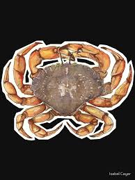 Image result for Cancer irroratus