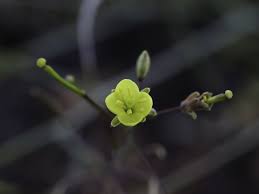 Attēlu rezultāti vaicājumam “Diplotaxis tenuifolia bud”