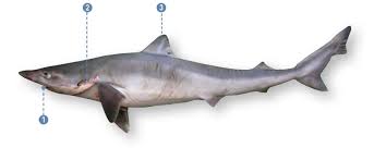 Image result for Galeorhinus galeus