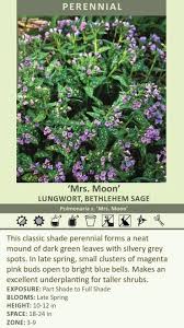 Attēlu rezultāti vaicājumam “Pulmonaria saccharata leaf”