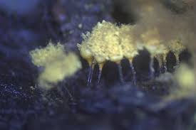 Attēlu rezultāti vaicājumam “Hemitrichia clavata spores”