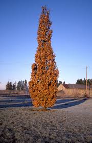 Attēlu rezultāti vaicājumam “Quercus robur fo. pectinata”