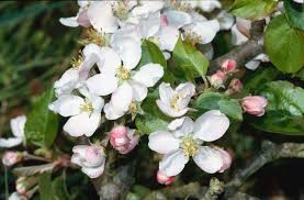 Attēlu rezultāti vaicājumam “Malus sylvestris”