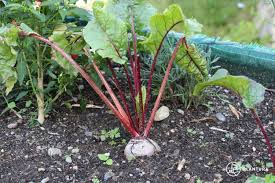 Image result for rote Bete