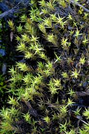 Attēlu rezultāti vaicājumam “Polytrichastrum pallidisetum macro”