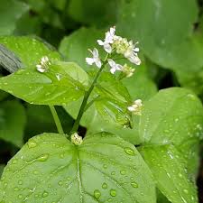 Attēlu rezultāti vaicājumam “Circaea alpina flower”