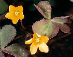 Attēlu rezultāti vaicājumam “Oxalidaceae”