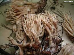 Attēlu rezultāti vaicājumam “Ramaria stricta”