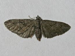 Attēlu rezultāti vaicājumam “Eupithecia pusillata”