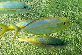 Image result for Caranx bartholomaei