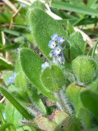 Attēlu rezultāti vaicājumam “Myosotis ramosissima flower”