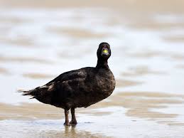 Attēlu rezultāti vaicājumam “Melanitta nigra male”