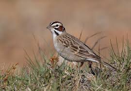 Image result for Chondestes grammacus