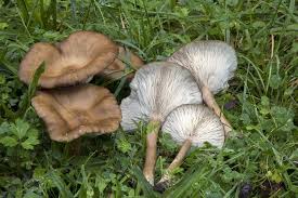 Image result for Melanoleuca rasilis var. pseudoluscina