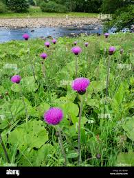 Attēlu rezultāti vaicājumam “Cirsium heterophyllum flower”