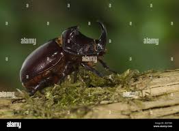 Attēlu rezultāti vaicājumam “Oryctes nasicornis male”