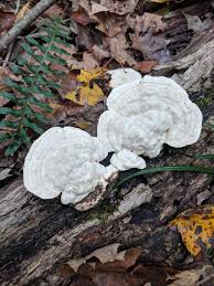 Attēlu rezultāti vaicājumam “Trametes gibbosa”