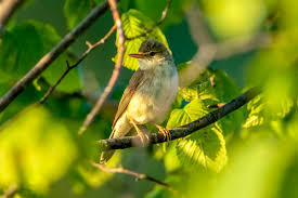 Attēlu rezultāti vaicājumam “Hippolais icterina adult”