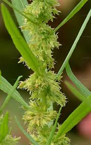 Attēlu rezultāti vaicājumam “Rumex maritimus”