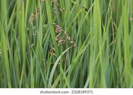 Attēlu rezultāti vaicājumam “Hierochloe odorata”