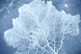 Attēlu rezultāti vaicājumam “Physarum penetrale”