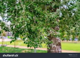 Attēlu rezultāti vaicājumam “Populus x canescens”