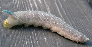 Attēlu rezultāti vaicājumam “Mimas tiliae”