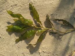 Attēlu rezultāti vaicājumam “Potamogeton lucens”