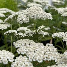 Attēlu rezultāti vaicājumam “Achillea millefolium flower”