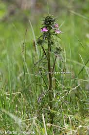 Attēlu rezultāti vaicājumam “Pedicularis palustris”