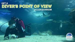 Image result for Cleveland Divers