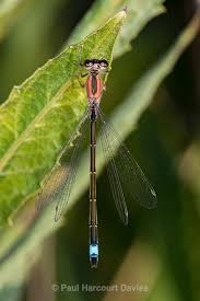 Attēlu rezultāti vaicājumam “Ischnura elegans”