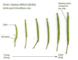 Attēlu rezultāti vaicājumam “Diplotaxis tenuifolia fruit”