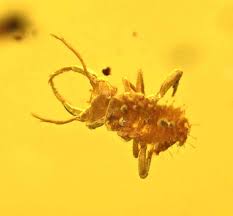 Attēlu rezultāti vaicājumam “Myrmeleontidae”