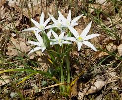 Attēlu rezultāti vaicājumam “Ornithogalum umbellatum flower”