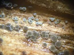 Attēlu rezultāti vaicājumam “Proliferodiscus pulveraceus”