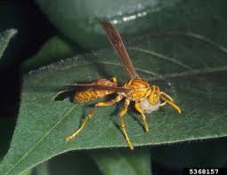 Attēlu rezultāti vaicājumam “Eumenes sp.”