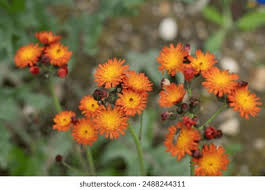 Attēlu rezultāti vaicājumam “Pilosella aurantiaca”