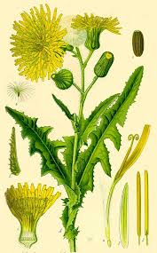 Attēlu rezultāti vaicājumam “Sonchus arvensis subsp. uliginosus flower”