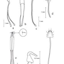Attēlu rezultāti vaicājumam “Osmoderma barnabita imago”